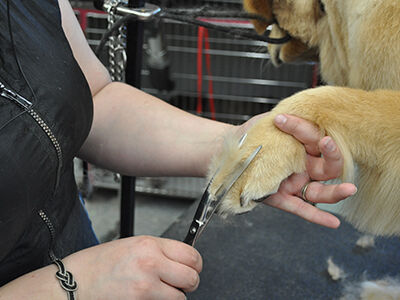 The Golden Retriever Teddy Cut